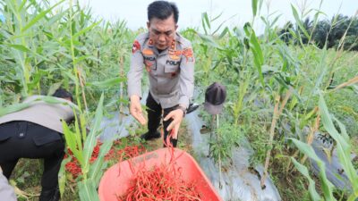 dukung-ketahanan-pangan,-polda-sumut-panen-perdana-jagung-dan-cabai-merah