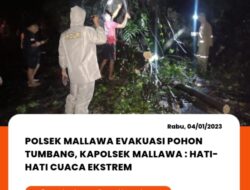 Polsek Mallawa Evakuasi Pohon Tumbang, Kapolsek Mallawa Antisipasi: Hati-hati Cuaca ekstrem