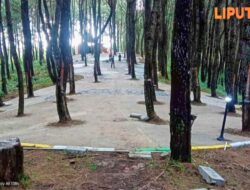Viral!, Wisata Alam Kekinian Hutan Pinus, Telah Hadir di Desa Girimukti