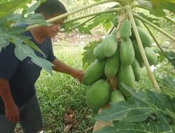 Dinas Pertanian Labuhan Batu,  Membina Kelompok Tani  dan Warga Cara Bercocok Tanam