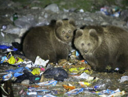 Terancam Punah, Beruang Cokelat Himalaya Sampai Mengais Sampah untuk Makan