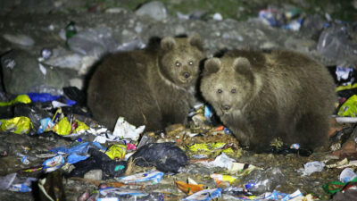 terancam-punah,-beruang-cokelat-himalaya-sampai-mengais-sampah-untuk-makan