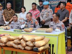 Sat Narkoba Polres Madina Berhasil Amankan 3 Pemuda Sumbar Saat Bawa Ganja 47 Kg