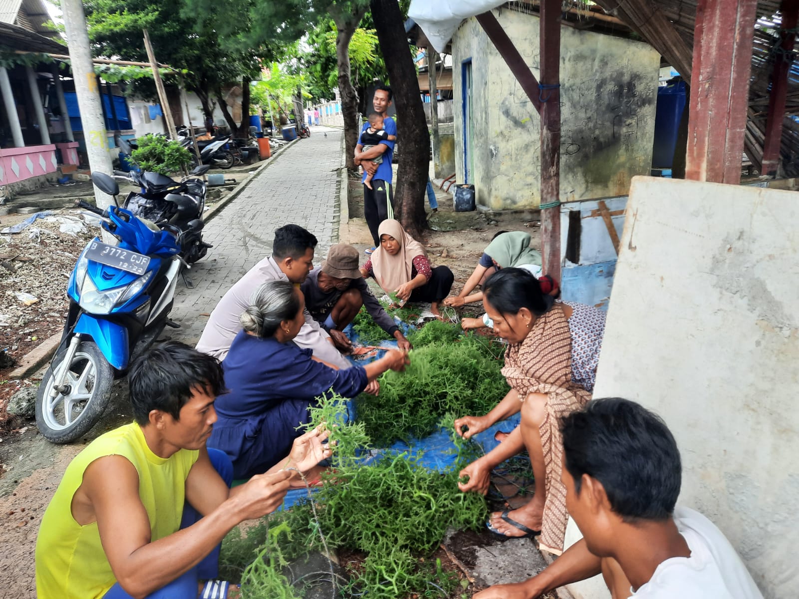 disela-sela-sambang,-pak-bhabin-pulau-lancang-turut-bantu-warga-memanen-rumput-laut