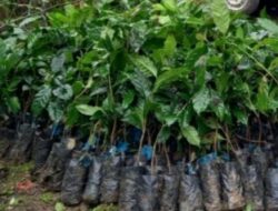 Bupati Tapsel Serahkan Bibit Kopi Arabika ke Petani Desa Sitaratoit