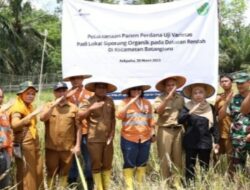 Benih Padi Siporang Unggul ! Tapsel Raih Sertifikat Kementerian Pertanian