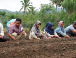 Pj. Walikota Dukung Ketersediaan  Bibit Bawang Merah Dalam Rangka Kendalikan Inflasi Di Kota Padangsidimpuan