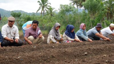 Pj. Walikota Dukung Ketersediaan  Bibit Bawang Merah Dalam Rangka Kendalikan Inflasi Di Kota Padangsidimpuan