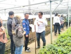 Wabup Tapsel  Salurkan 20 Ribu Bibit  Kopi  Siap Tanam