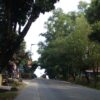 Condong ke Jalan, Pohon Akasia Ancam” Pengguna jalan