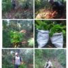 Warga Desa Cisuren Lakukan Penghijauan di Hulu Cai (Mata Air) Lestarikan hutan dan Jaga Stabilitas Air 